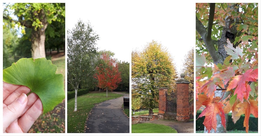 More Trees from Colchester Castle Park